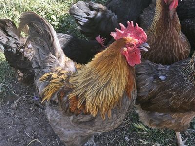 Blue Copper Marans Roosters