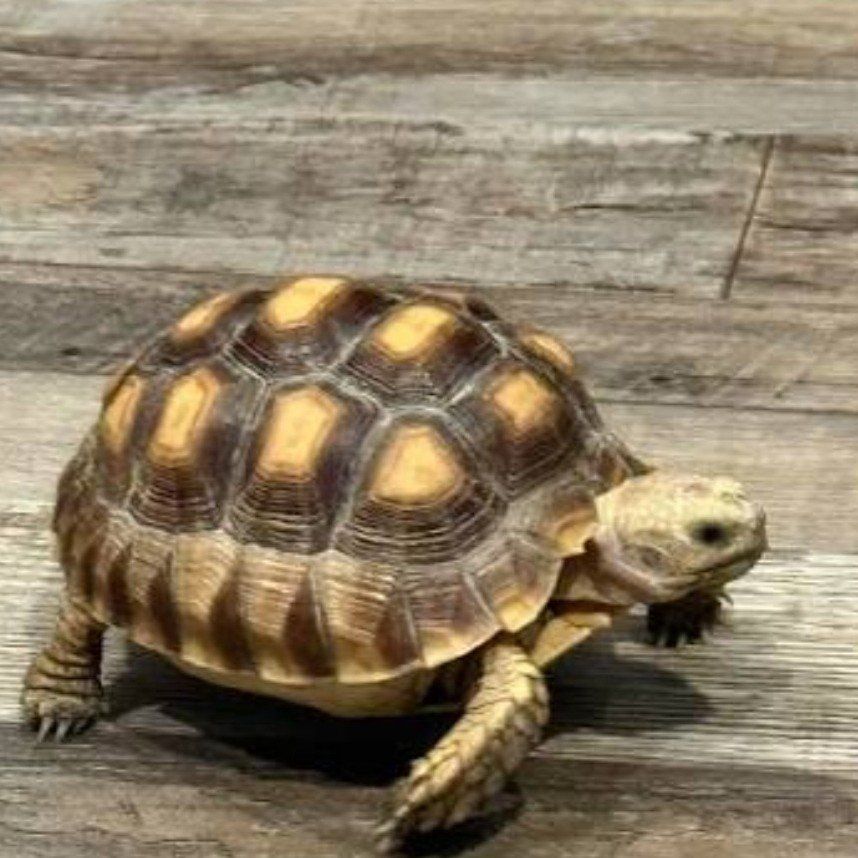 ISO Small Tortoise for April birthday