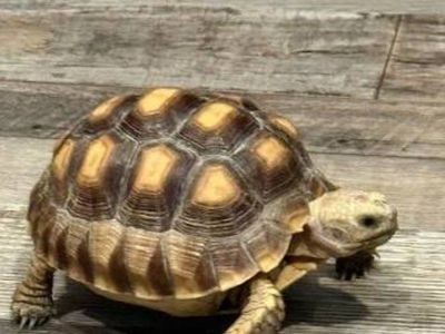 ISO Small Tortoise for April birthday