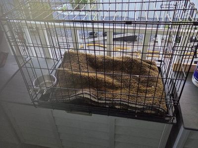 Large Foldable Wire Dog Crate with Removable Tray and Bed.
