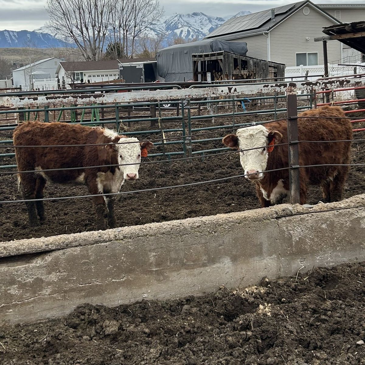 Replacement Hereford Heifers