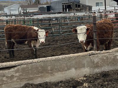 Replacement Hereford Heifers
