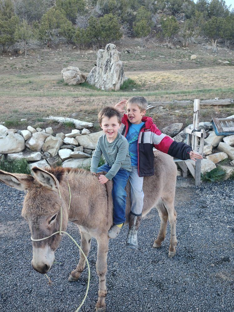 Donkey