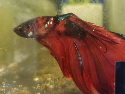import Male Betta Fish - Vibrant Red & Black