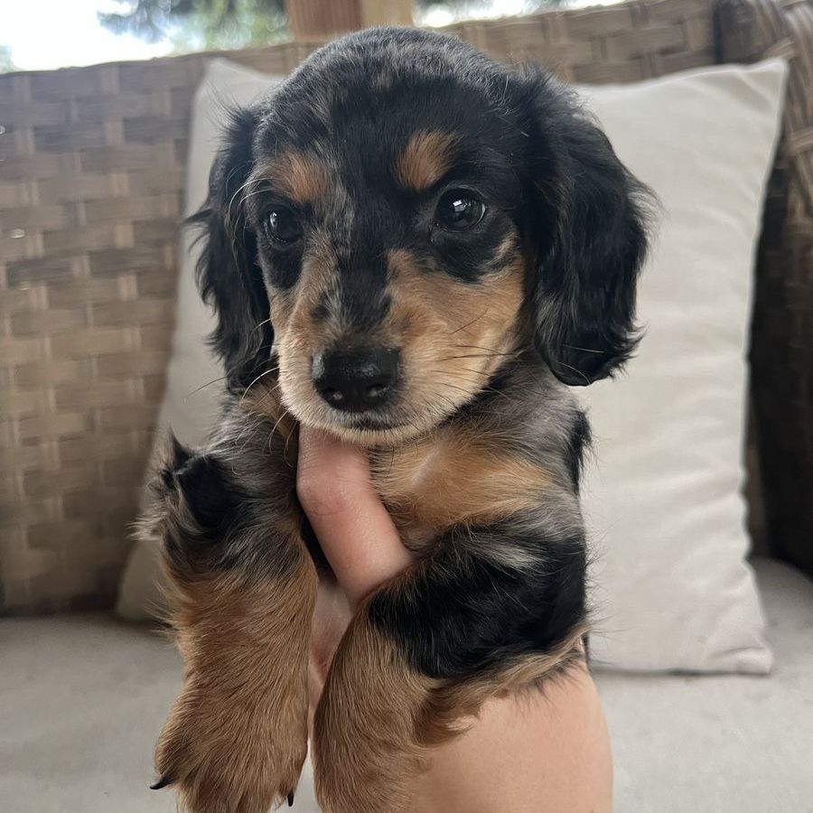 DASCHUND PUPPY FOR SALE!!