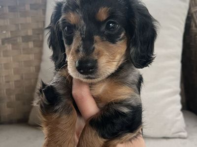 DASCHUND PUPPY FOR SALE!!