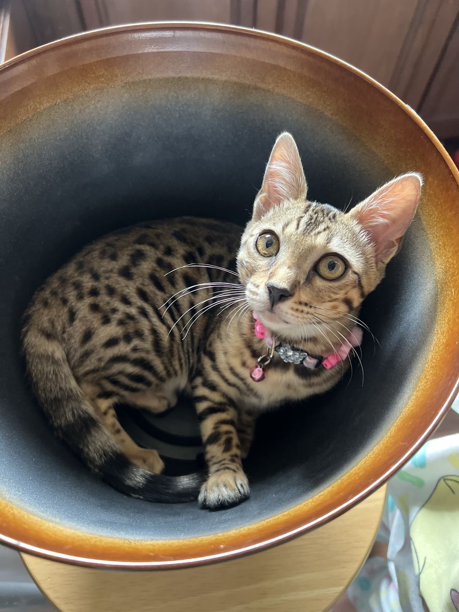 Beautiful Rosetted Brown Bengal Kitten