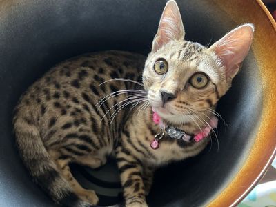Beautiful Rosetted Brown Bengal Kitten