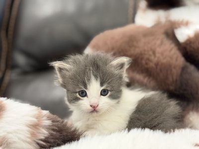 Adorable Boy Kittens