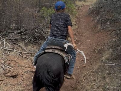 Fun pony for sale!