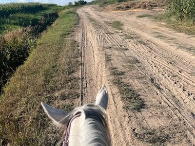 8 y/o Trail/Ranch Horse