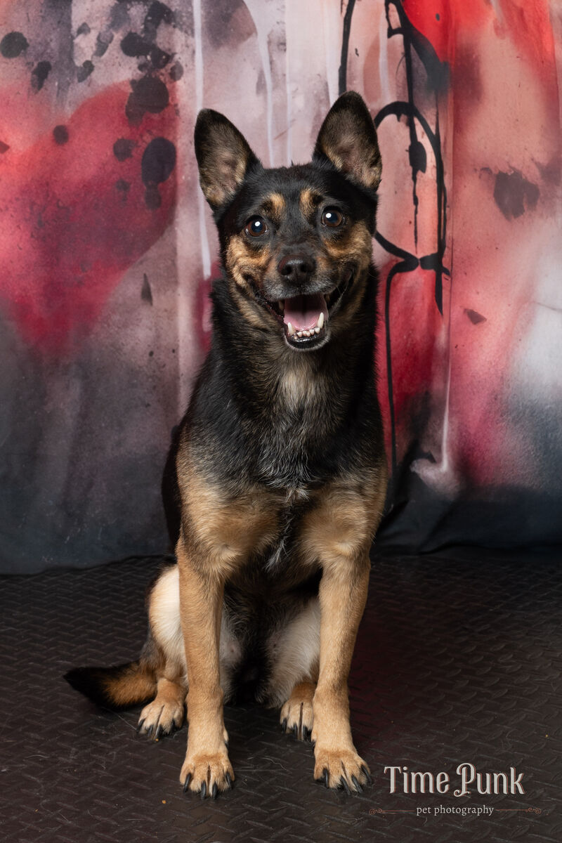 A138086 Pixie is Available for Adoption!