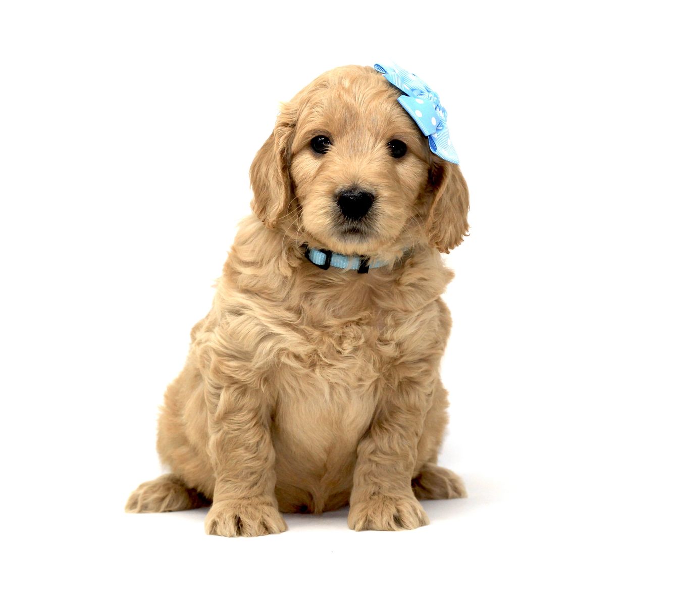 F1 English Mini Goldendoodles