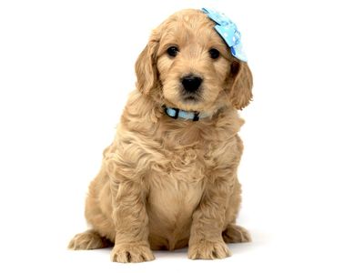 F1 English Mini Goldendoodles