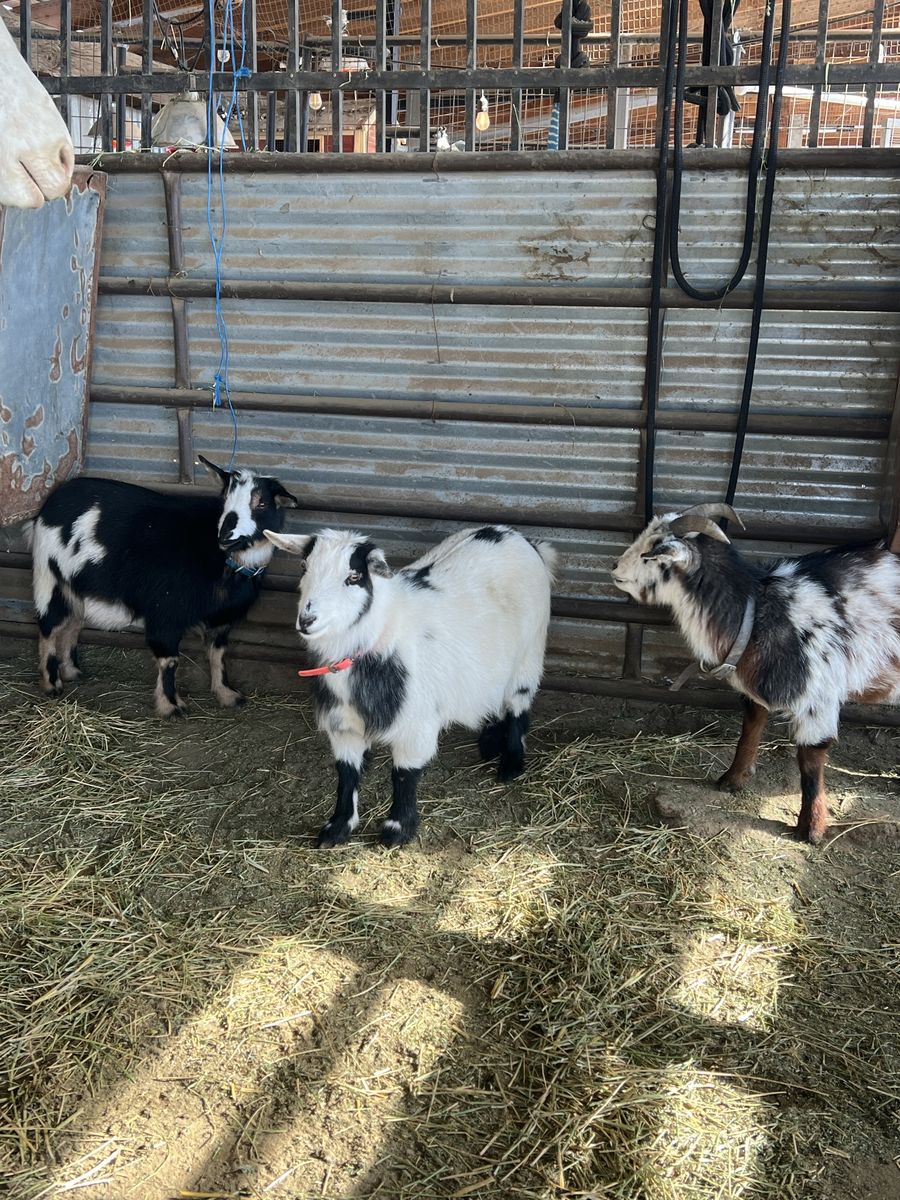 3 Sweet Nigerian Dwarf Goats - Various Colors, Friendly & Healthy - $100 each