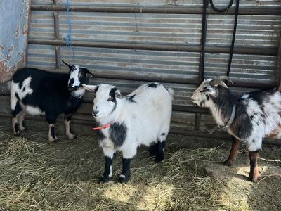 3 Sweet Nigerian Dwarf Goats - Various Colors, Friendly & Healthy - $100 each
