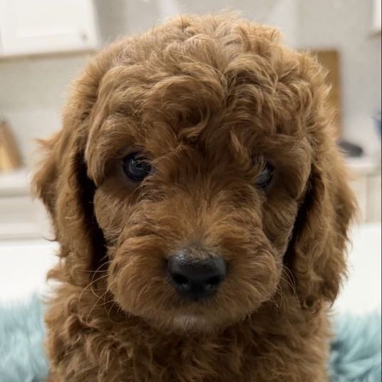 Mini Goldendoodles