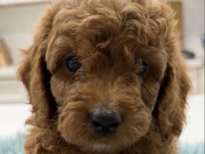 Mini Goldendoodles