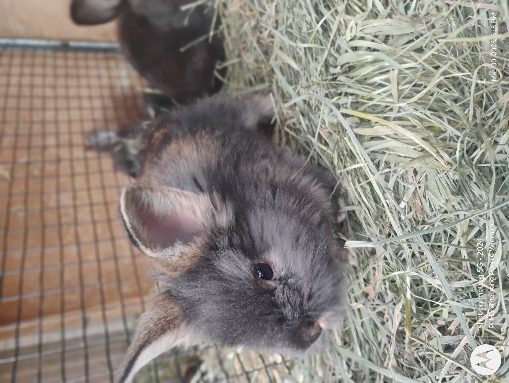 baby buns for sale to good home