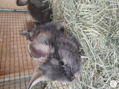 baby buns for sale to good home