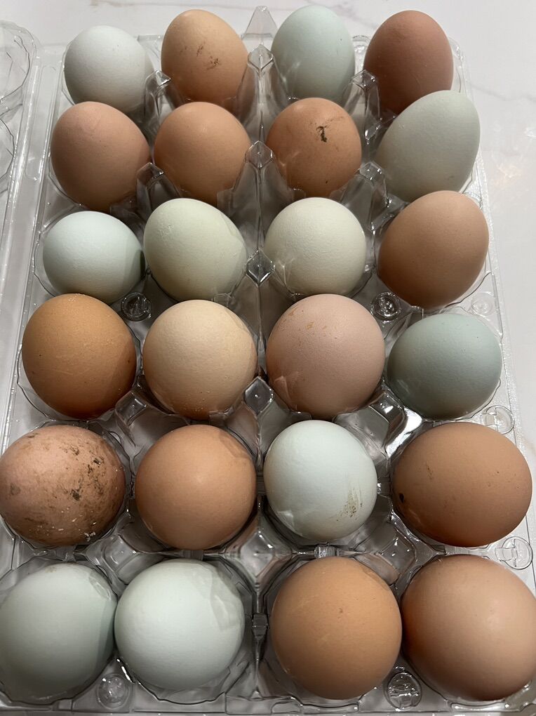 Farm Eggs
