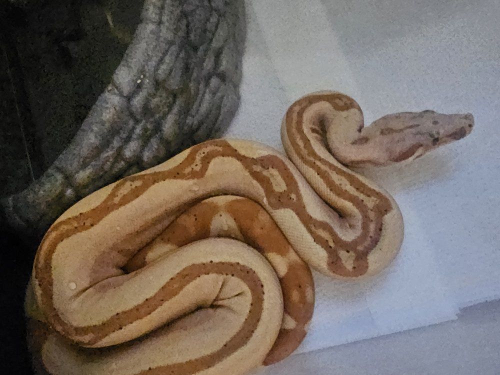 Ready to breed VPI Sunglow Jungle p het Blood male