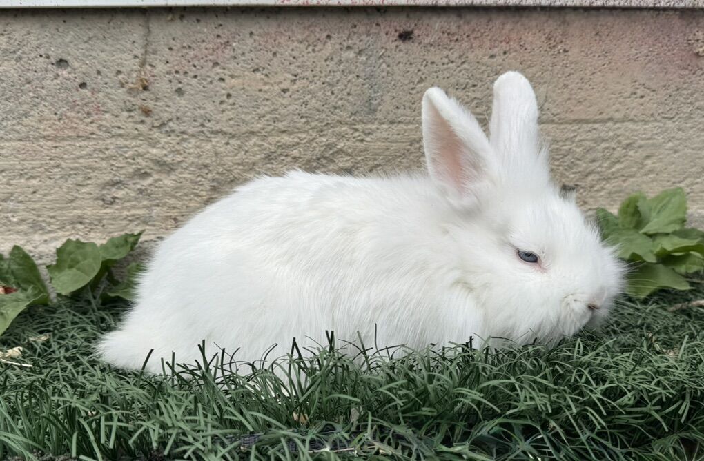 Purebred Holland Lop And Lionhead Bunnies