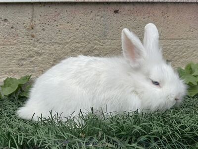 Purebred Holland Lop And Lionhead Bunnies