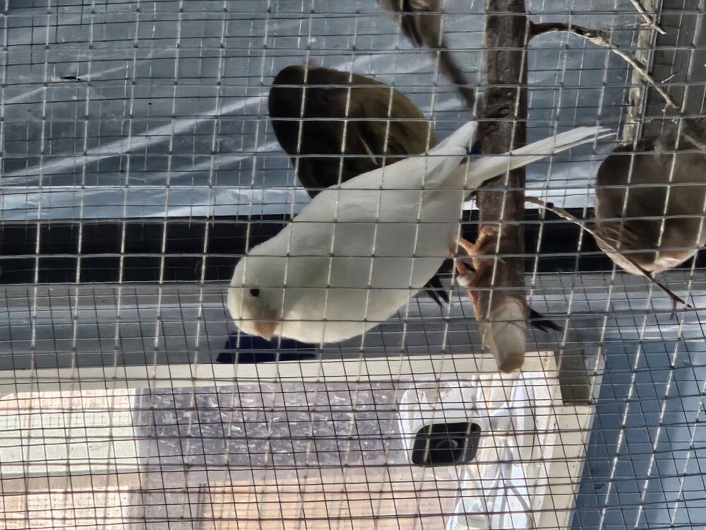 Male American singer Canary,