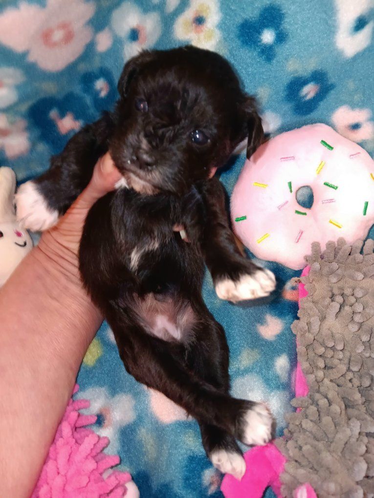 Miniature Schnauzer female 