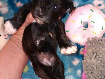 Miniature Schnauzer female