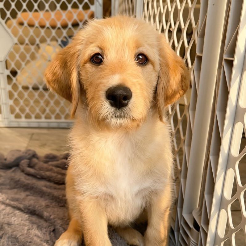 READY NOW Female Labradoodle Puppies
