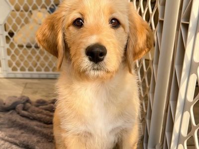 READY NOW Female Labradoodle Puppies