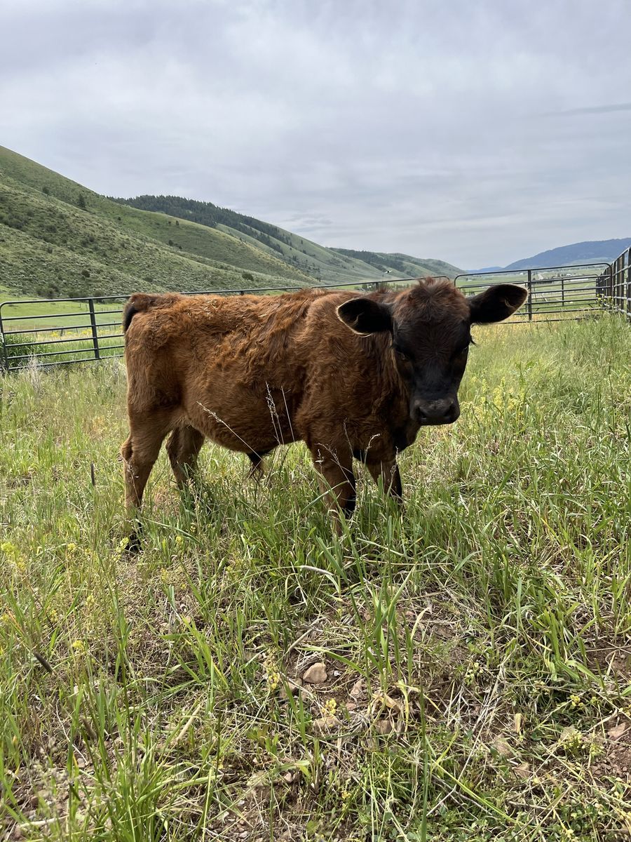 Mini Bull Calf