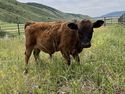 Mini Bull Calf