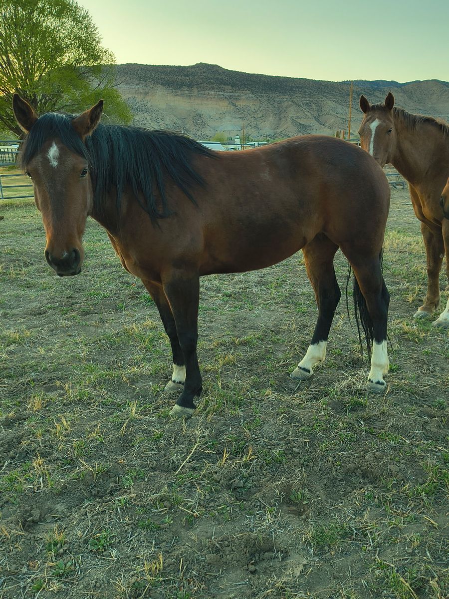 5 Year old Aqha Bay Mare