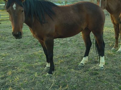 5 Year old Aqha Bay Mare