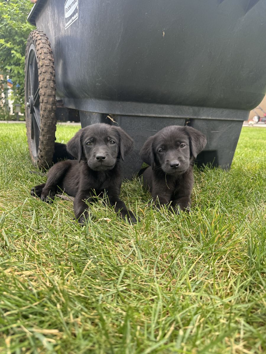 AKC Registered Purebred Black Lab Puppies