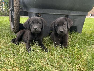 AKC Registered Purebred Black Lab Puppies