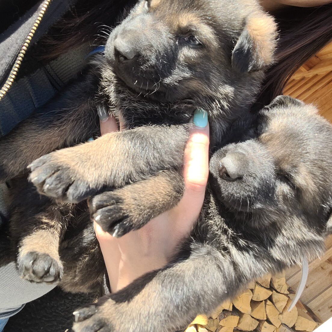 AKC German Shepherd puppies