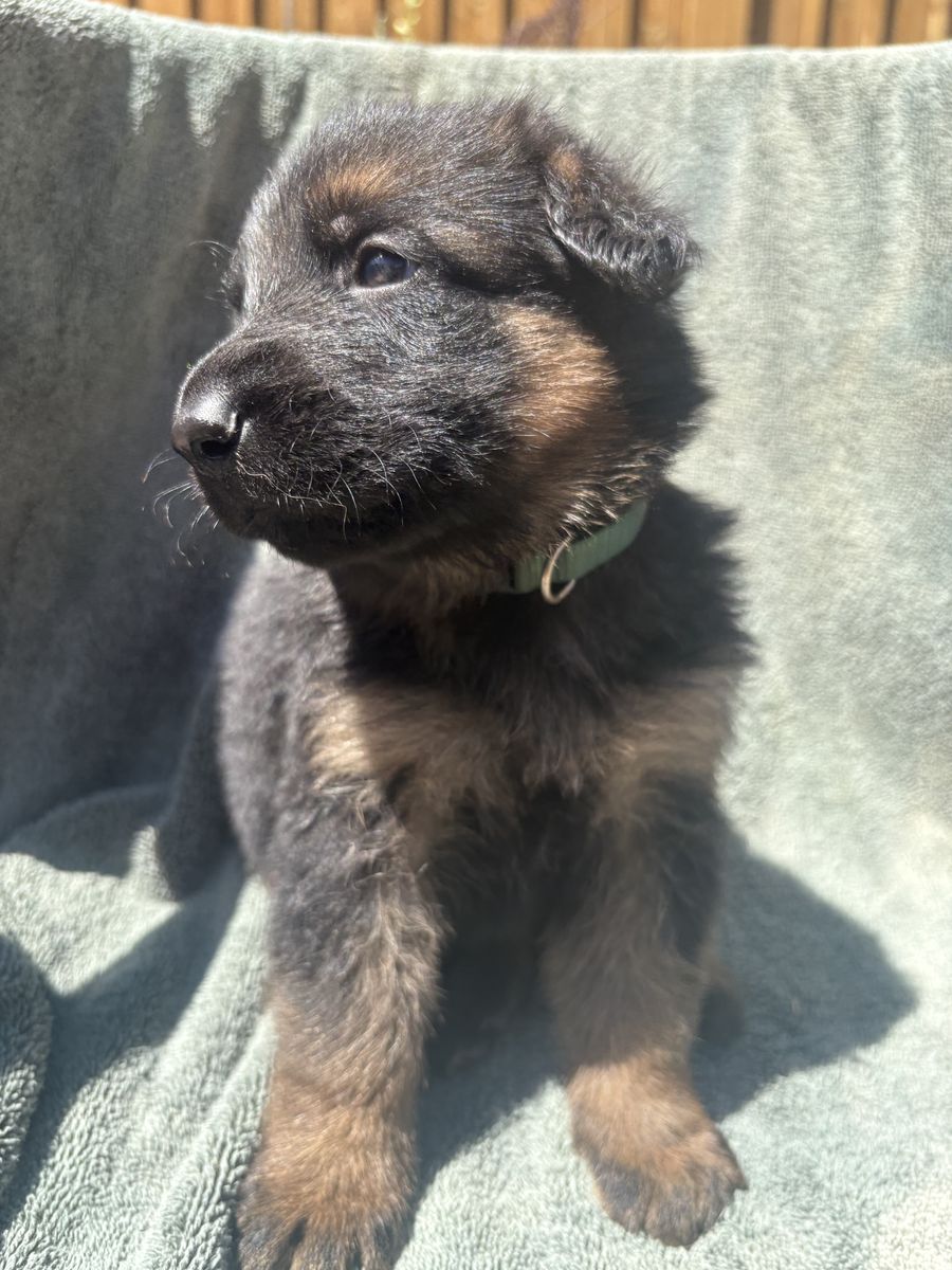 German Shepherd Puppies