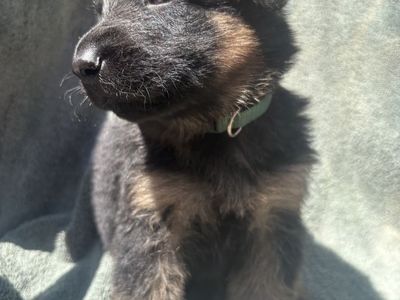German Shepherd Puppies