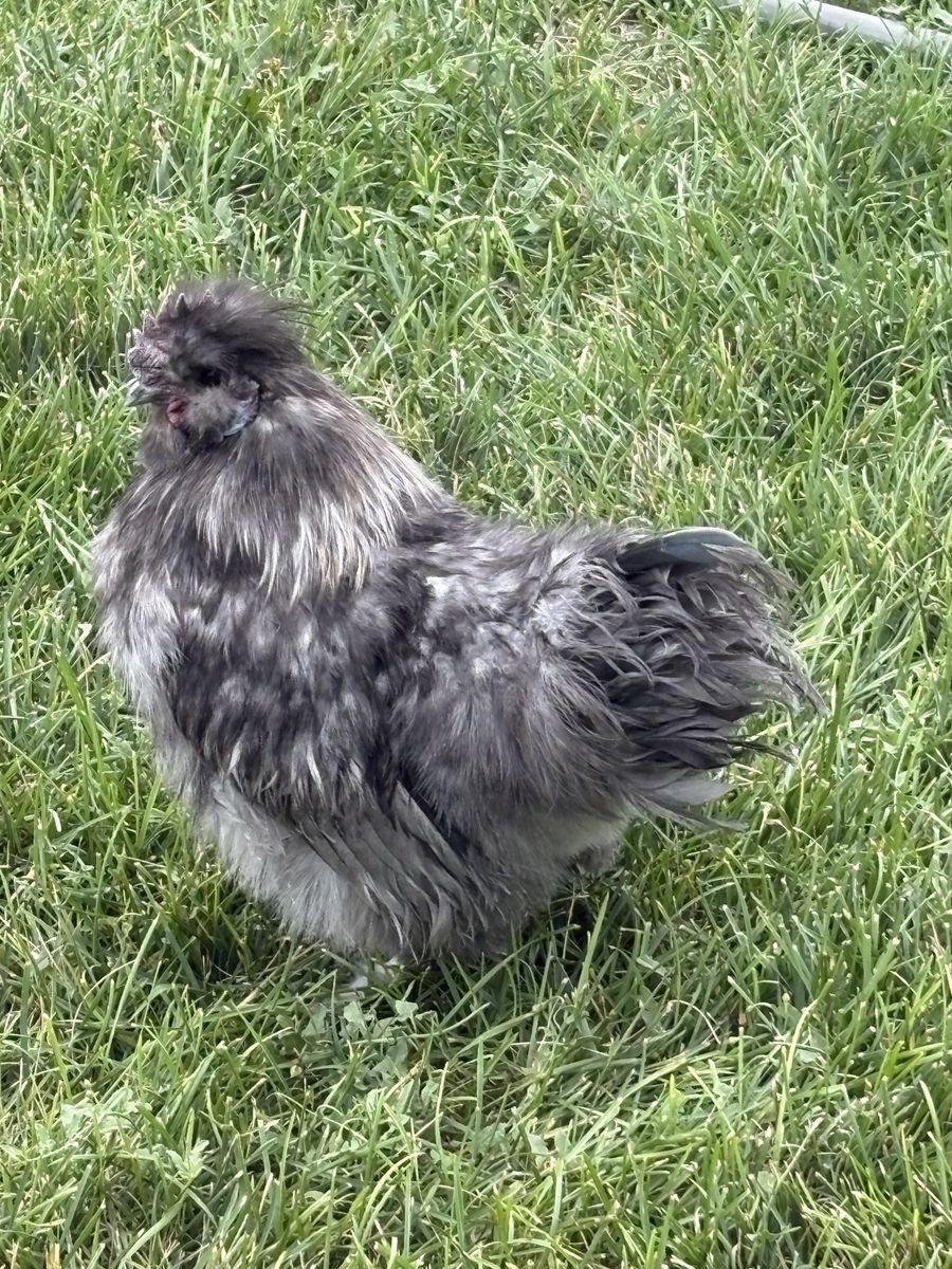 Blue Silkie Rooster