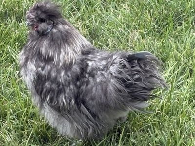 Blue Silkie Rooster