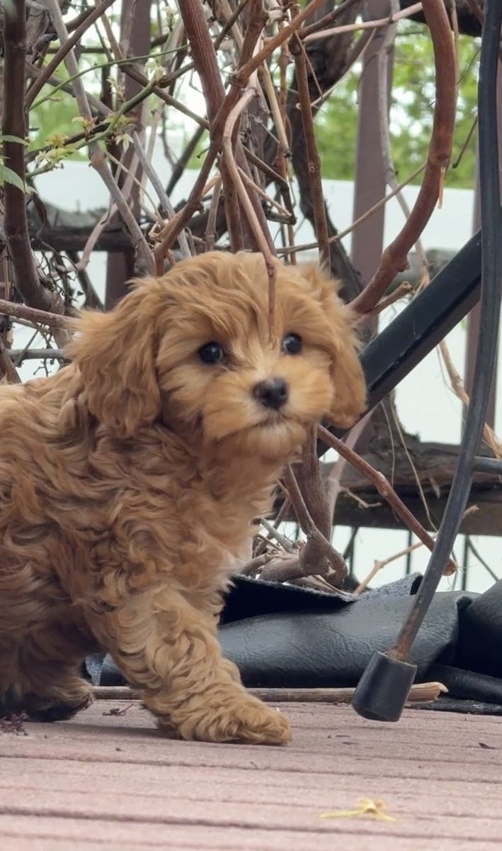 Cavapoo Puppy Guardian Home doodle Small