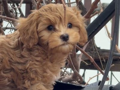Cavapoo Puppy Guardian Home doodle Small