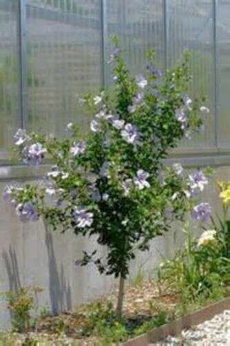 rose of sharon trees 5' White $45 Purpleish pink $50