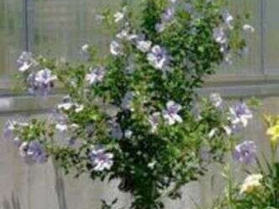 rose of sharon trees 5' White $45 Purpleish pink $50