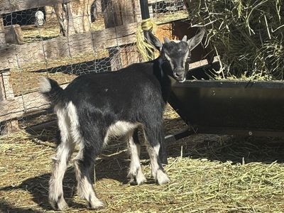 Nigerian Dwarf Goat Buckling
