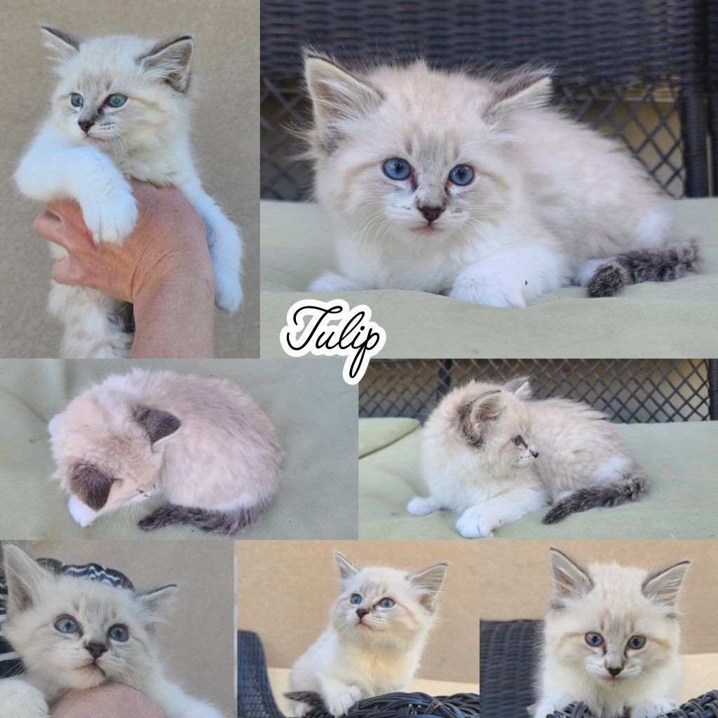 Beautiful Siberian Ragdoll Girl kittens